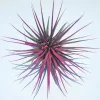 Tillandsia Iona Pink Air Plant Live, Easy Care Houseplant, 2-3 inch - Image 1