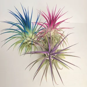 Tillandsia Iona Pink Air Plant – Live Indoor Houseplant – 2-3