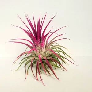 Tillandsia Iona Pink Air Plant – Live Indoor Houseplant – 2-3" Small Size - Image 1