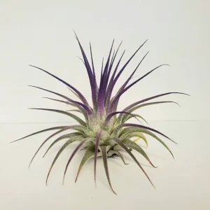 Tillandsia Iona Purple Air Plant - Live Plant, 2-3 inch, Indoor - Image 2