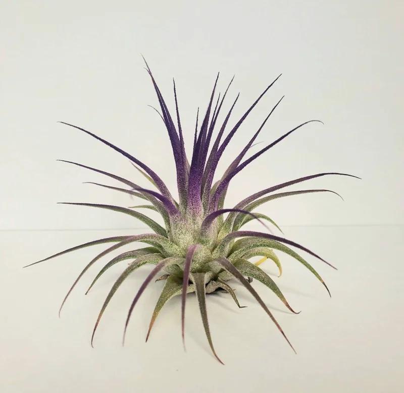 Tillandsia Iona Purple Air Plant - Live Plant, 2-3 inch, Indoor - Image 2