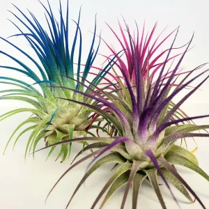 Tillandsia Iona Purple Air Plant - Live Plant, 2-3 inch, Indoor - Image 3