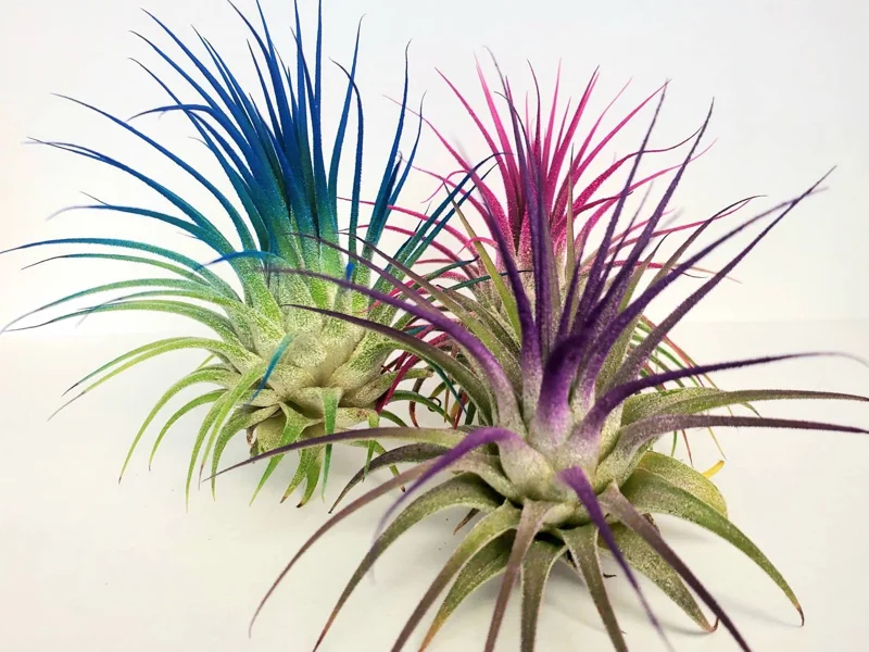Tillandsia Iona Purple Air Plant - Live Plant, 2-3 inch, Indoor - Image 3