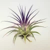 Tillandsia Iona Purple Air Plant - Live Plant, 2-3 inch, Indoor - Image 1