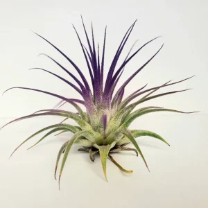 Tillandsia Iona Purple Air Plant - Live Plant, 2-3 inch, Indoor - Image 1