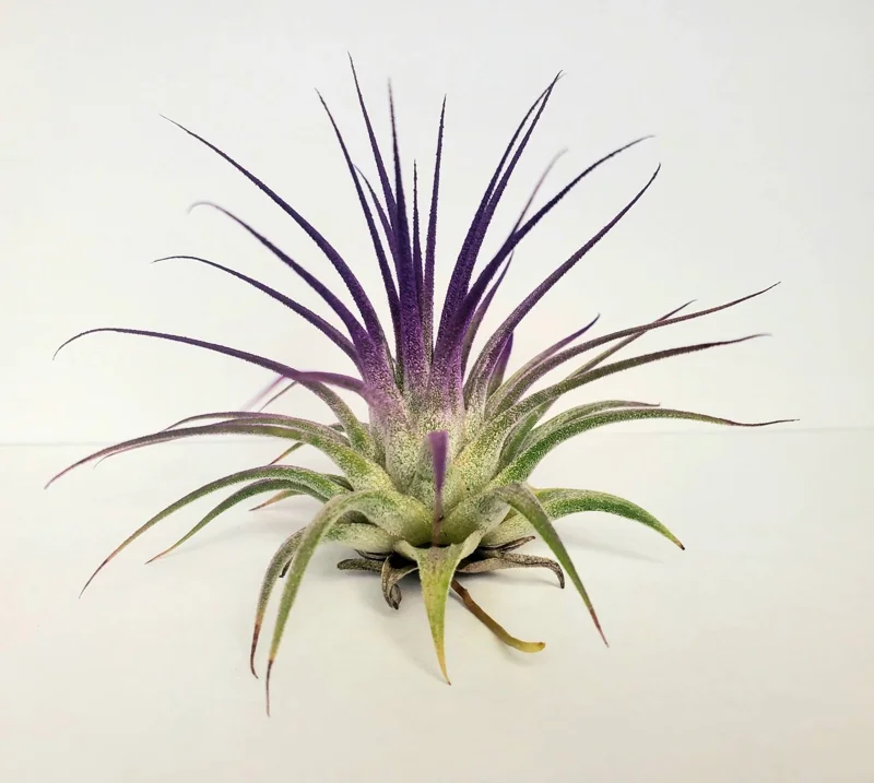 Tillandsia Iona Purple Air Plant - Live Plant, 2-3 inch, Indoor - Image 1