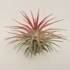 Tillandsia Iona Red Air Plant - Live Plant - Easy Care Houseplant - Image 1