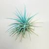 Tillandsia Iona Turquoise Air Plant - Vibrant Live Plant, 2-3 inch - Image 1