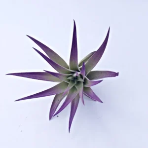 Tillandsia Purple Air Plant Mix – Live Plants – Set of 6 – Indoor Decor - Image 2