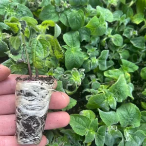 Tithonia Mexican Sunflower Live Plant Plugs - Full Sun, Pollinator Attractor - Image 2