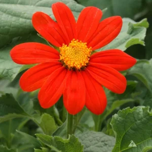 Tithonia Mexican Sunflower Live Plant Plugs - Full Sun, Pollinator Attractor - Image 3