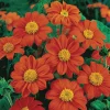 Tithonia Mexican Sunflower Live Plant Plugs - Full Sun, Pollinator Attractor - Image 1