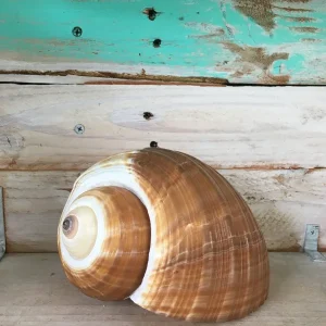 Tonia Single Seashell - Natural Sea Shell for Wedding Favors & Terrariums - Image 2