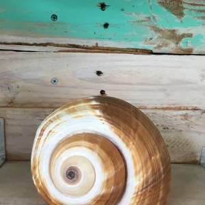 Tonia Single Seashell - Natural Sea Shell for Wedding Favors & Terrariums - Image 1