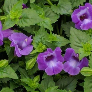 Torenia Wishbone Flower Live Plant - Blue Wings Starter, Annual, Easy Care - Image 3