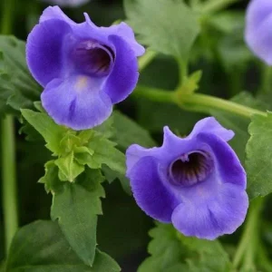 Torenia Wishbone Flower Live Plant - Blue Wings Starter, Annual, Easy Care - Image 5