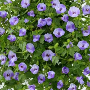 Torenia Wishbone Flower Live Plant - Blue Wings Starter, Annual, Easy Care - Image 6