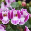 Torenia Wishbone Flower Live Plant - Blue Wings Starter, Annual, Easy Care - Image 1
