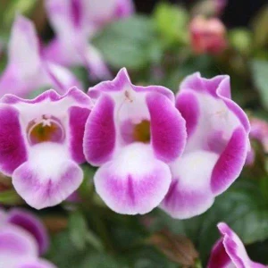 Torenia Wishbone Flower Live Plant - Blue Wings Starter, Annual, Easy Care - Image 1