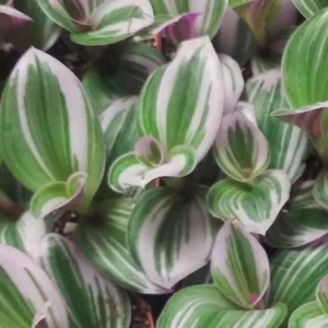 Tradescantia Nanouk Live Plant - 4 inch Pot - Vibrant Pink & Green Foliage - Indoor - Image 1