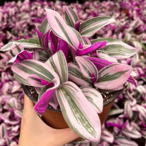 Tradescantia Nanouk Live Plant - Pink Wandering Jew Houseplant - 2, 4, 6 inch Pot - Image 2