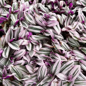 Tradescantia Nanouk Live Plant - Pink Wandering Jew Houseplant - 2, 4, 6 inch Pot - Image 3