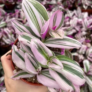 Tradescantia Nanouk Live Plant - Pink Wandering Jew Houseplant - 2, 4, 6 inch Pot - Image 4
