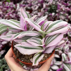 Tradescantia Nanouk Live Plant - Pink Wandering Jew Houseplant - 2, 4, 6 inch Pot - Image 5