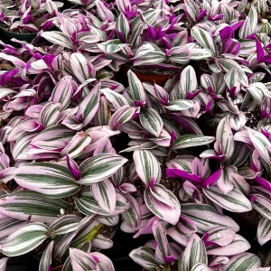 Tradescantia Nanouk Live Plant - Pink Wandering Jew Houseplant - 2, 4, 6 inch Pot - Image 6