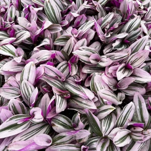 Tradescantia Nanouk Live Plant - Pink Wandering Jew Houseplant - 2, 4, 6 inch Pot - Image 7