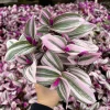 Tradescantia Nanouk Live Plant - Pink Wandering Jew Houseplant - 2, 4, 6 inch Pot - Image 1