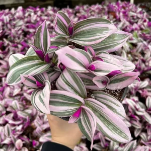 Tradescantia Nanouk Live Plant - Pink Wandering Jew Houseplant - 2, 4, 6 inch Pot - Image 1
