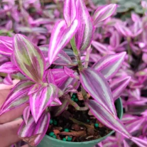 Tradescantia Pink Paradise Live Plant 3.25