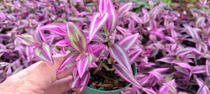 Tradescantia Pink Paradise Live Plant 3.25" Pot - Indoor & Outdoor - Image 2