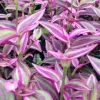 Tradescantia Pink Paradise Live Plant 3.25" Pot - Indoor & Outdoor - Image 1