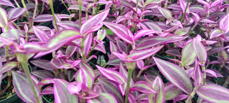 Tradescantia Pink Paradise Live Plant 3.25" Pot - Indoor & Outdoor - Image 1