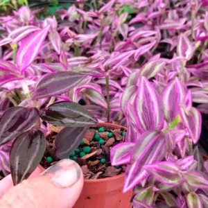 Tradescantia Pink Paradise Live Plant - Wandering Jew - Set of 2, 2.25" Pots, Indoor Houseplant - Image 2
