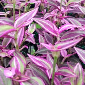 Tradescantia Pink Paradise Live Plant - Wandering Jew - Set of 2, 2.25" Pots, Indoor Houseplant - Image 1