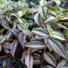 Tradescantia Tri Color Live Plant - 3.25" Pot - Indoor/Outdoor - Image 1