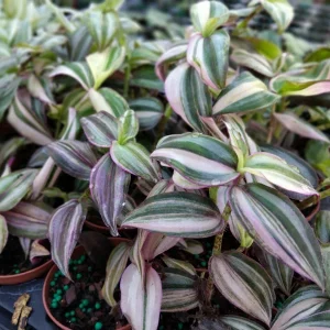 Tradescantia Tri Color Live Plant - 3.25" Pot - Indoor/Outdoor - Image 1