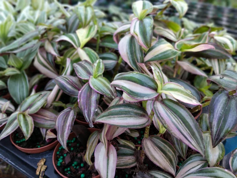 Tradescantia Tri Color Live Plant - 3.25" Pot - Indoor/Outdoor - Image 1