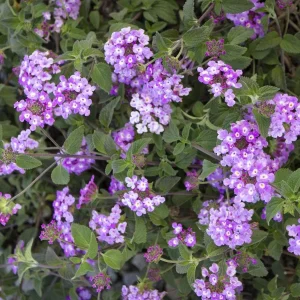 Trailing Lantana Live Plant - Drought-Tolerant Groundcover, Attracts Pollinators, 1