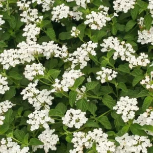 Trailing Lantana Live Plant - Drought-Tolerant Groundcover, Attracts Pollinators, 1