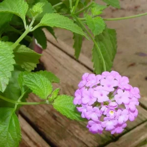Trailing Lantana Live Plant - Drought-Tolerant Groundcover, Attracts Pollinators, 1
