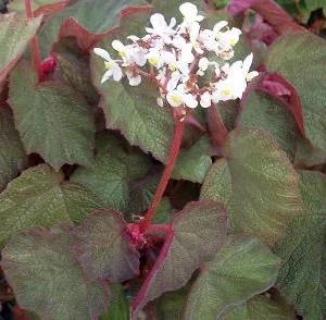 Trailing Morocco Begonia Live Plant - 3.25