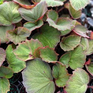 Trailing Morocco Begonia Live Plant - 3.25
