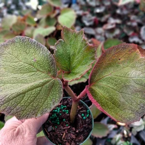 Trailing Morocco Begonia Live Plant - 3.25
