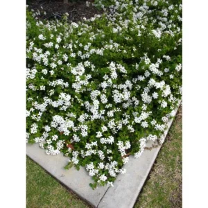 Trailing White Lantana Live Plants (2-Pack) - 5-9" Tall Weeping Montevidensis Groundcover - Image 2