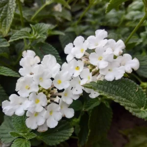 Trailing White Lantana Live Plants (2-Pack) - 5-9
