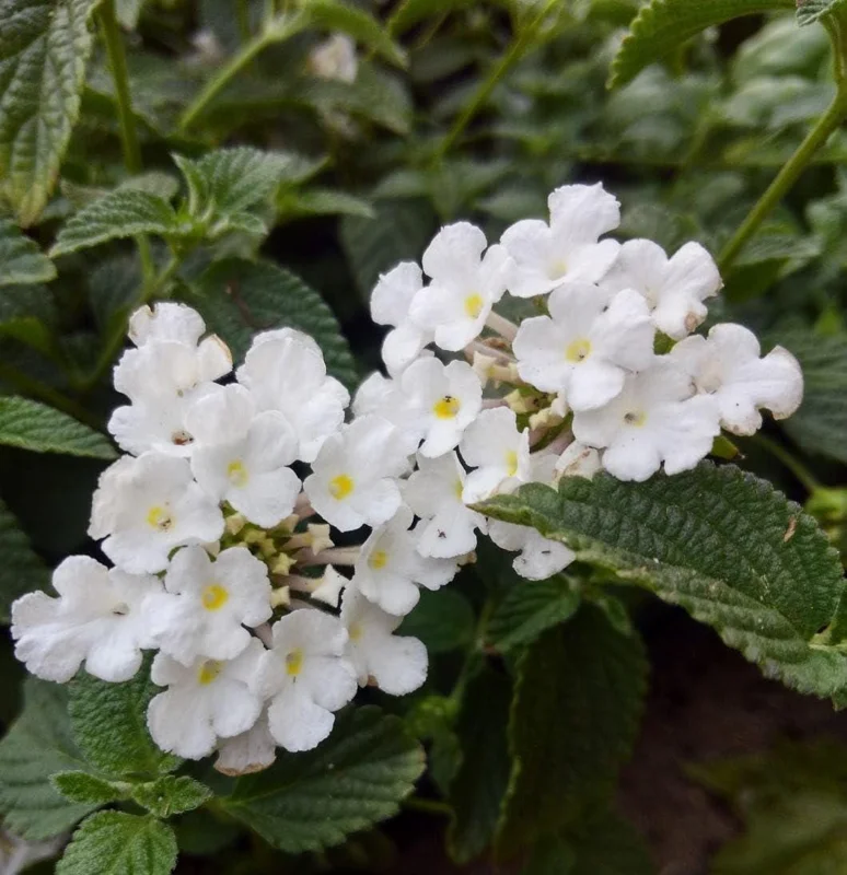 Trailing White Lantana Live Plants (2-Pack) - 5-9" Tall Weeping Montevidensis Groundcover - Image 3